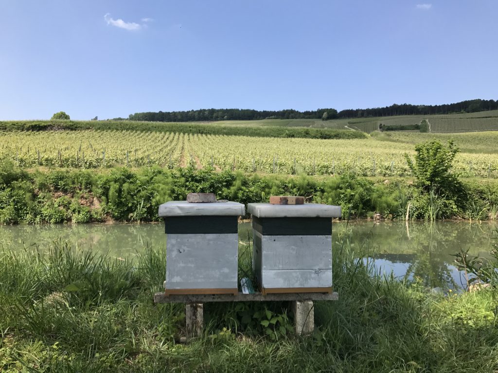 Deux ruches au bord d'un étang, devant des vignes