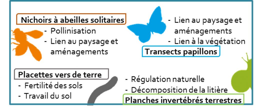 Abeilles sauvages : observatoire agricole de la biodiversité (1)