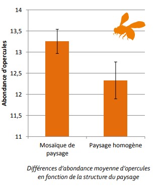 Abeilles sauvages : observatoire agricole de la biodiversité (4)